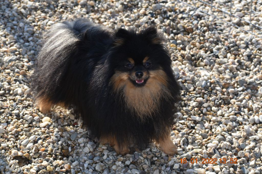 Mon petit Ours 