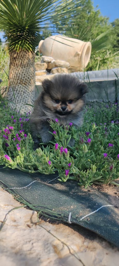 breeding deluxe - Chiots disponibles - Spitz allemand