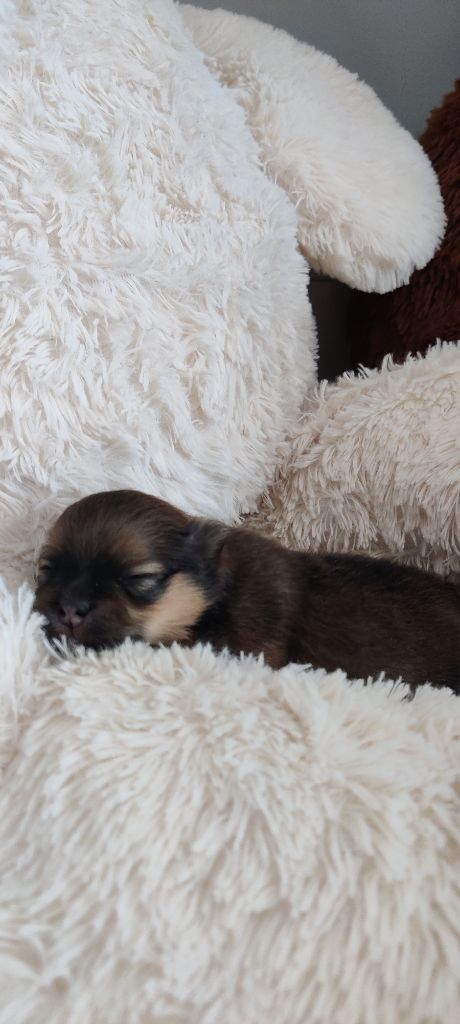 breeding deluxe - Chiots disponibles - Spitz allemand