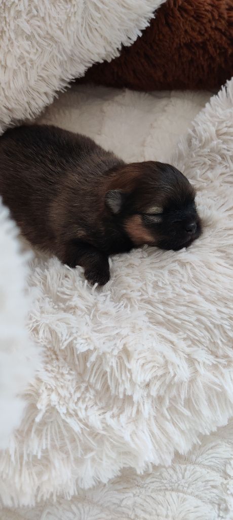 breeding deluxe - Chiots disponibles - Spitz allemand