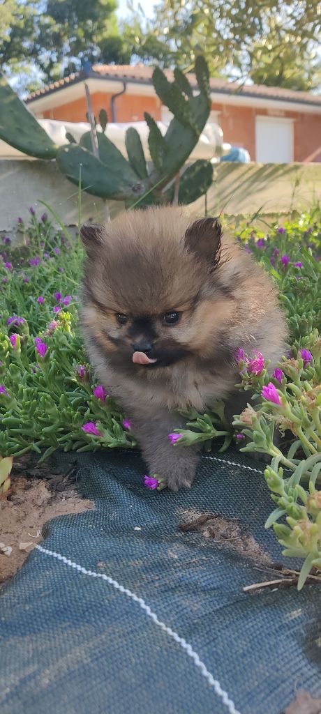 breeding deluxe - Chiots disponibles - Spitz allemand