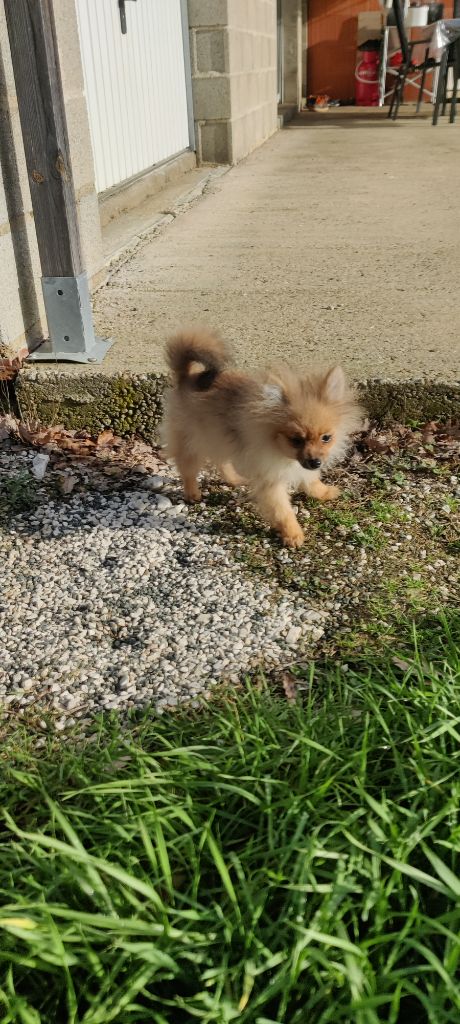 breeding deluxe - Spitz allemand - Portée née le 22/07/2022